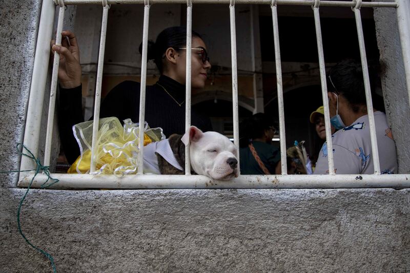 A dog is dressed up for a celebration in honour of St Lazarus, the patron saint of dogs, in a church in Masaya, Nicaragua. EPA