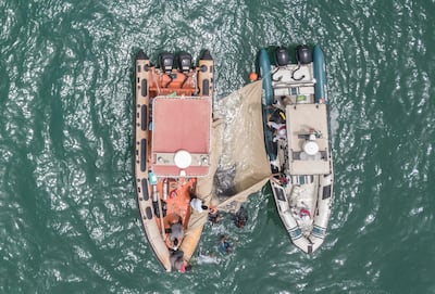 The teams work together to rescue the shark, using a stretcher to transport it to the Arabian Gulf, from Dubai Creek. Ministry of Climate Change and Environment