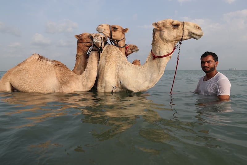 Guests can book sessions, which are held twice a month, to swim with the camels