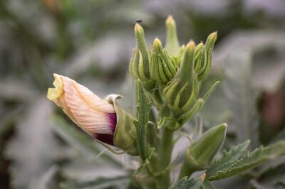 Sharjah, UAE, May 1, 2017.   Greenheart organic farm at Sharjah.  Okra.
Victor Besa for The National
ID: 18184
Reporter:  Rebecca Mclaughlin-Duane
Arts & Life *** Local Caption ***  VB_050117_al-Greenheart Organic Farm-20.jpg