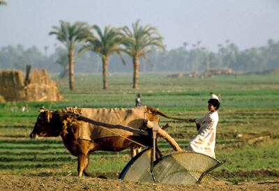EGYPT - MARCH 18: A boy using a cow to operate a well with a water wheel, Nile Valley, Egypt. (Photo by DeAgostini/Getty Images)