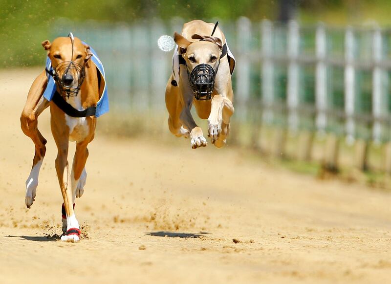 Greyhounds compete during an annual international dog race in Gelsenkirchen, Germany. Reuters