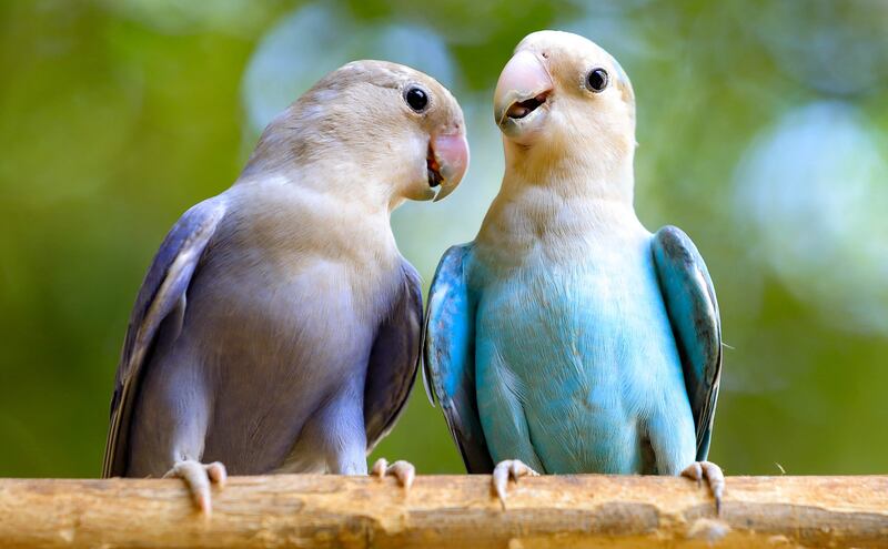 Some of the planet’s most stunning creatures, including giraffes and parrots, are at risk from global warming and other human-induced environmental change, the UN has warned. Photo: AFP