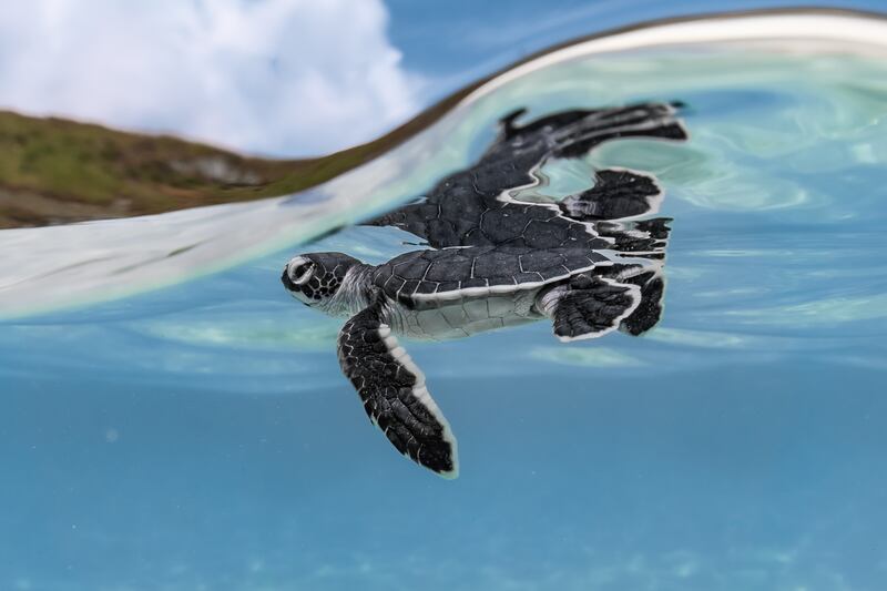 First place, Young Ocean Photographer of the Year, Ryuta Ogawa, from Japan. A green turtle hatchling takes a breath before its first great journey.