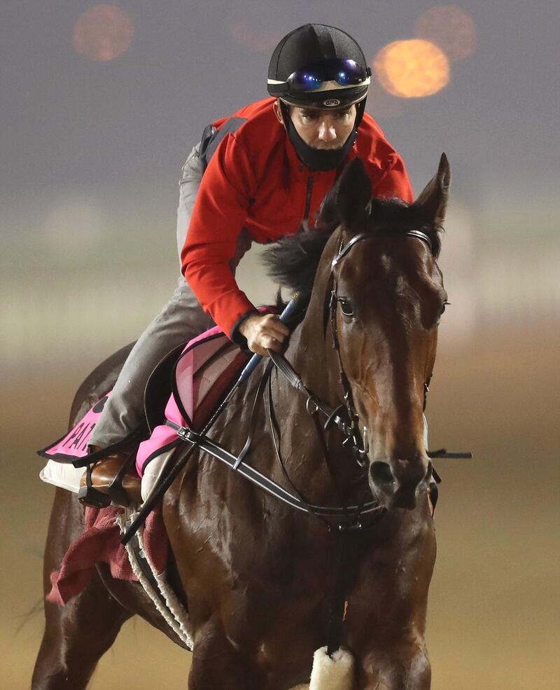 A jockey rides Al Patriota from Uruguay during a workout at Meydan. EPA