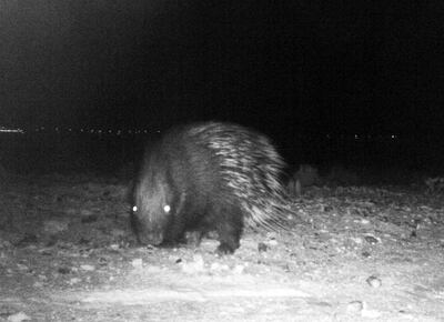 The Crested Porcupine, a rodent thought to be extinct in the UAE, is recorded by camera traps in Abu Dhabi. Courtesy Environment Agency - Abu Dhabi