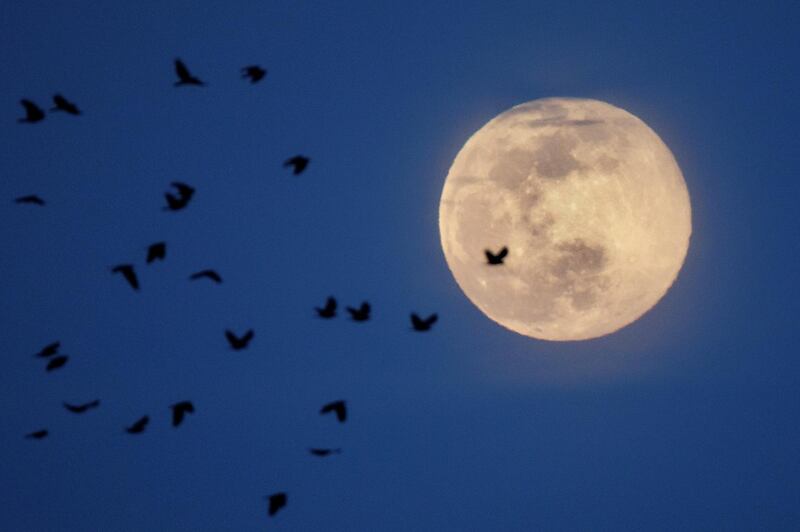 A flock of birds returning to roost passes in front of the pink supermoon, in Arlington, US. REUTERS