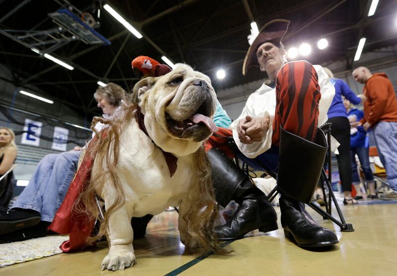 Dave Larson, of Des Moines, Iowa, sits with his bulldog Ramone during the 34th annual Drake Relays Beautiful Bulldog Contest, Monday, April 22, 2013, in Des Moines, Iowa. The pageant kicks off the Drake Relays festivities at Drake University where a bulldog is the mascot. (AP Photo/Charlie Neibergall) *** Local Caption ***  Beautiful Bulldog.JPEG-0f16d.jpg