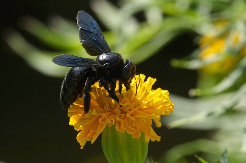 A black wasp on a flower at Jalot village near Nagrota Bagwan, Himachal Pradesh, India. EPA