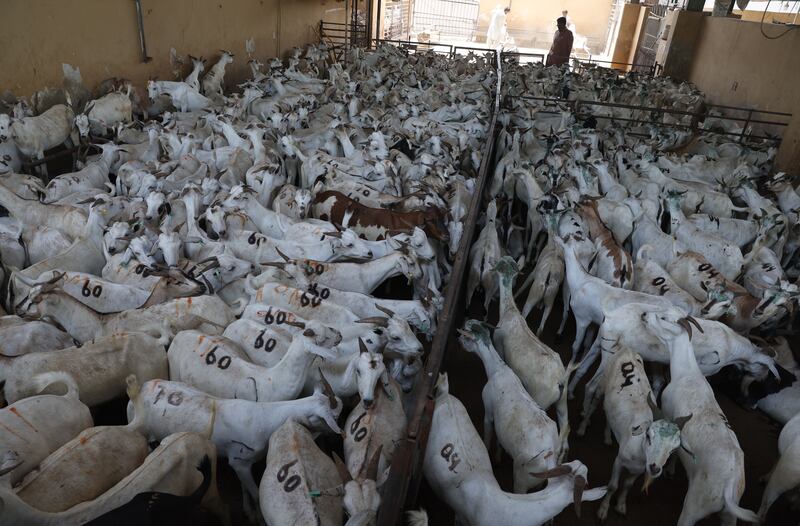 During Eid Al Adha, Muslims slaughter a sacrificial animal and divide the meat into three parts. EPA 