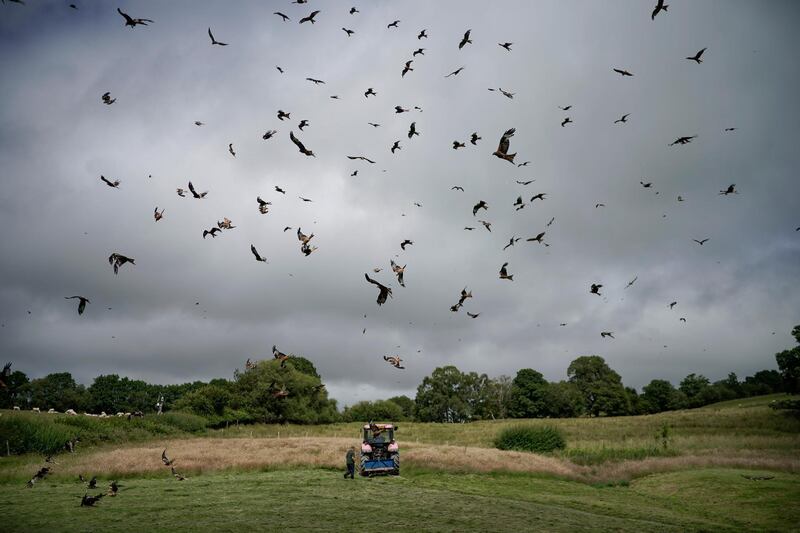 Feeder Colin Horlock distributes food for red kites descending on Gigrin Farm Red Kite Feeding Centre in Rhayder, UK. Getty