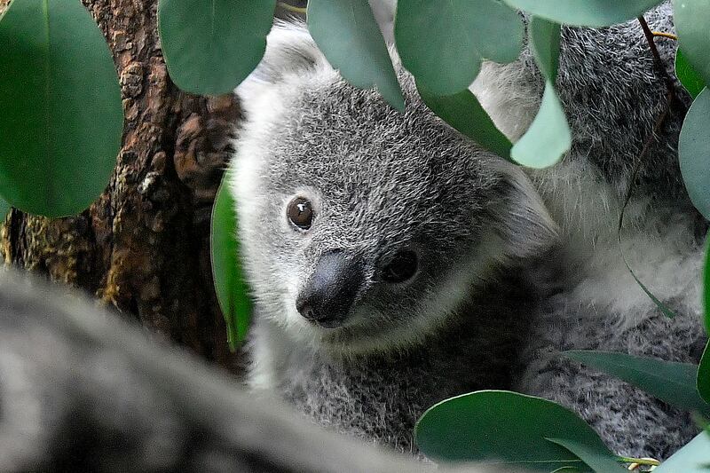 A young koala looks through eucalyptus leaves at a zoo in Duisburg, Germany. AP