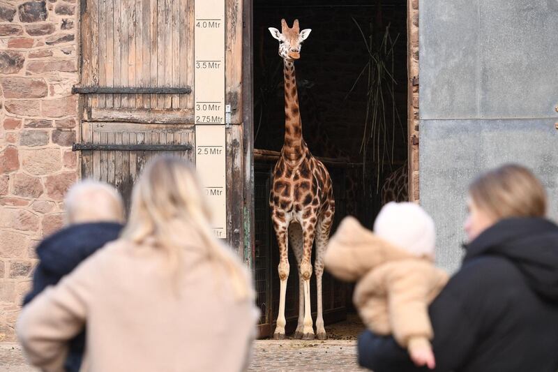Members of the public look at Rothschild's giraffes in their enclosure at Chester Zoo. AFP