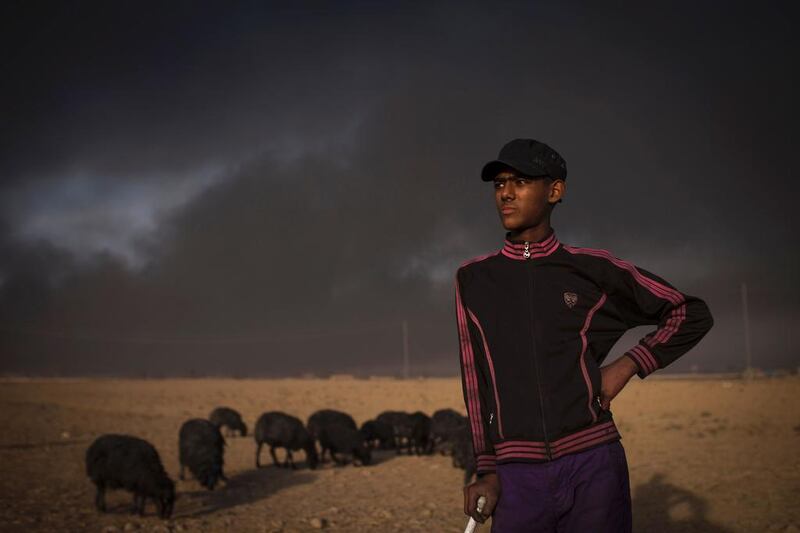 A young shepherd watches over his flock of sheep near the town of Qayyarah, south of Mosul. , The sheep’s fleece has been blackened by smoke from burning oil wells set ablaze by ISIL.  Achilleas Zavallis / AFP Photo