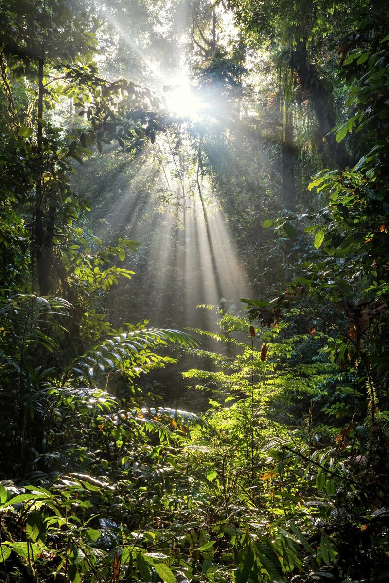 Sunlight through the jungle canopy, Asia.