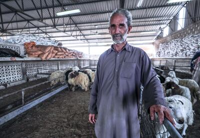 Abu Dhabi, United Arab Emirates, August 11, 2019.   Eid Al Adha at the Mina Livestock Market and Abattoir.--  A livestock vendor at the market.
Victor Besa/The National
Section:  NA
Reporter: John Dennehy