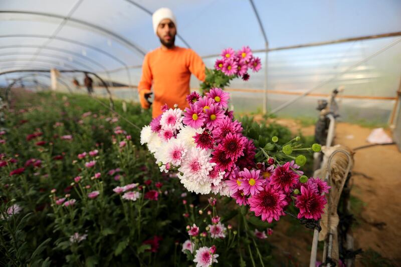 A Palestinian man picks up flowers to be sold in the local market, ahead of the new year's celebrations in Khan Younis in the southern Gaza Strip. Reuters