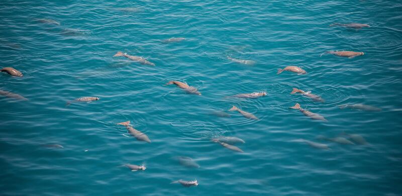 Abu Dhabi has the second-largest dugong population in the world. Photo: Environment Agency Abu Dhabi