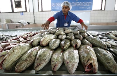 ABU DHABI. 8th June. 2009 .WORLD OCEANS DAY. Trader Kamal Faizullh arranges his stock of freshly caught Hamour at the Abu Dhabi Fish Market  yesterday (mon) Stephen Lock  /  The National. *** Local Caption ***  SL-fish-006.jpgna09ju-fish.jpg
