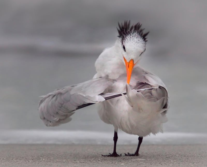 Tern tuning its wings. Danielle D'Ermo / Comedy Wildlife Photo Awards 2020