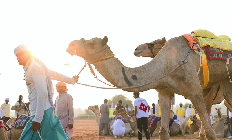 DUBAI, UNITED ARAB EMIRATES - DEC 3,

Race organizers and the camel riders get ready at the track at Dubai International Endurance City.

The third edition of the National Day Camel Marathon, organised by the Hamdan Bin Mohammed Heritage Centre, HHC, in co-operation with the Dubai Camel Racing Club, celebrates UAE’s 46th National Day, at Dubai International Endurance City, Saih Al Salam.

(Photo by Reem Mohammed/The National)

Reporter:  ANNA ZACHARIAS
Section: NA