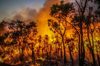 Bushfires in Australia destroyed thousands of plants. AFP