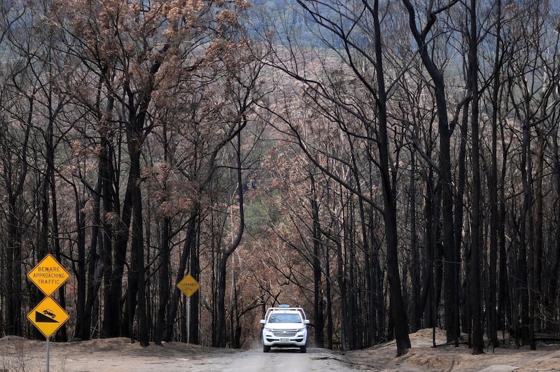 A car makes its way through rows of charred trees following bushfires in Budgong National Park in New South Wales. AFP