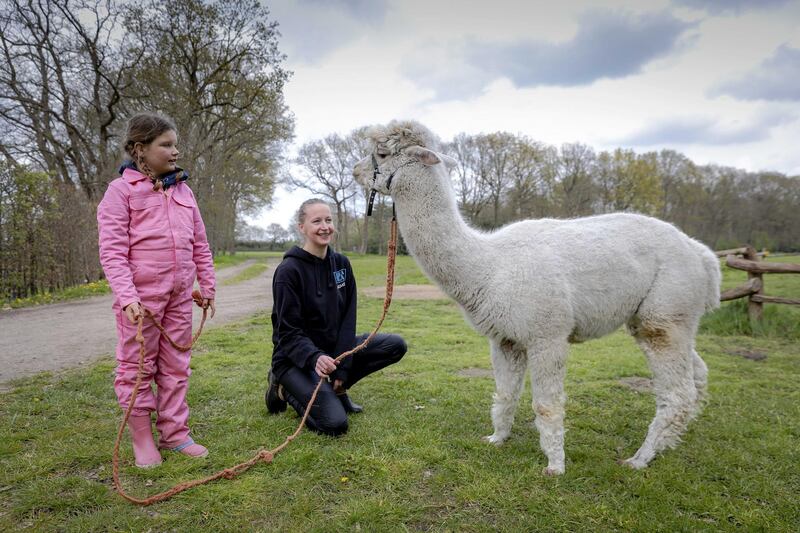 epa09176200 A girl looks at an alpaca as the family camps at the farm campsite Landgoed Volenbeek, in Ermelo, the Netherlands, 03 May 2021. The demand in domestic holidays travels has increased in the Netherlands due to travel restrictions imposed to curb the sprad of the Sars-Cov-2 pandemic coronavirus.  EPA/ROBIN VAN LONKHUIJSEN