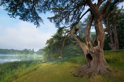 The Harry Potter Tree, a vast cedar from Lebanon, attracts lots of interest. Photo: Blenheim Estate