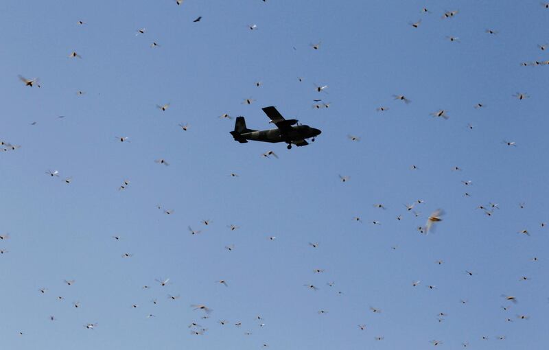 A plane conducting the aerial spraying of pesticides flies over a swarm of desert locusts in Lemasulani village, Samburu County, Kenya. Reuters