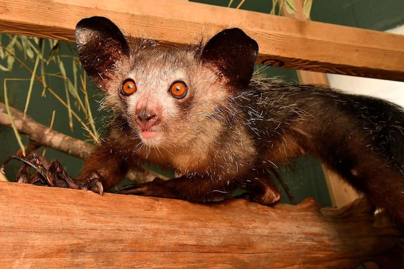 A primate called an aye-aye, which possess small “pseudothumbs” complete with their own fingerprints, is seen in this image released by Duke Lemur Center in North Carolina. Reuters