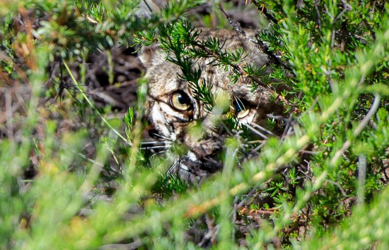 A bobcat takes cover under brush after being released in Laguna Coast Wilderness Park. The Orange County Register via AP