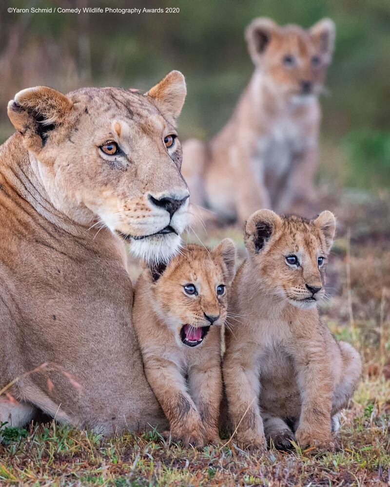 'Wowza!': These lion cubs in Kenya appear to have had a shock. Yaron Schmid / Comedy Wildlife Photo Awards 2020