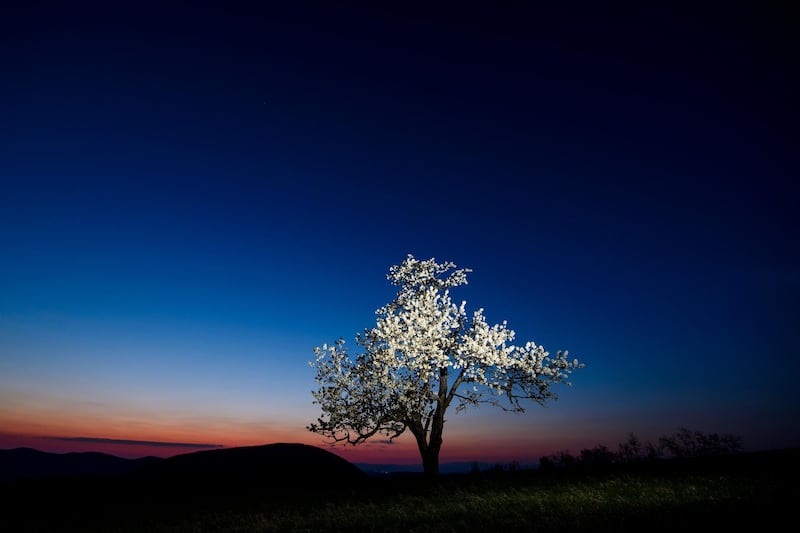 A cherry tree stands in a field as the sun sets in Somosko, Hungary. EPA