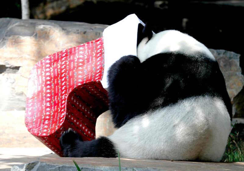 Panda Wang Wang opens his Christmas gifts at Adelaide Zoo in Adelaide, Australia.  EPA