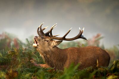 Conservationists say red deer being born later in the year means they have less time to prepare for winter. PA