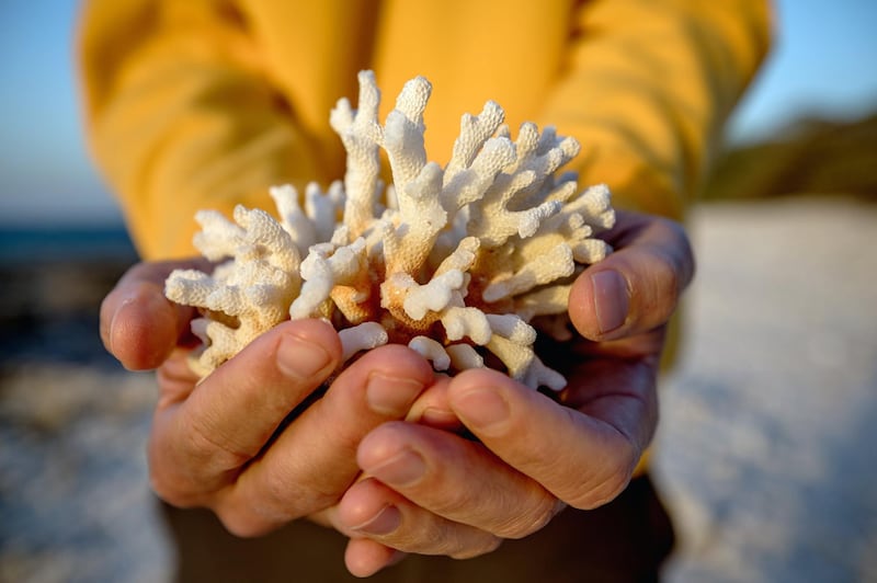 QUEENSLAND, AUSTRALIA - 2019/10/10: Dead coral found at lady Elliot island.

In the quest to save the Great Barrier Reef, researchers, farmers and business owners are looking for ways to reduce the effects of climate change as experts warn that a third mass bleaching has taken place. (Photo by Jonas Gratzer/LightRocket via Getty Images)