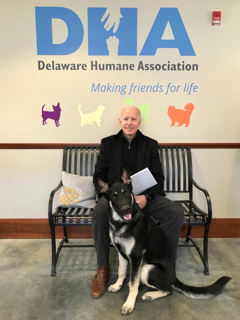 FILE - This Nov. 16, 2018, photo, provided by the Delaware Humane Association shows Joe Biden and his newly-adopted German shepherd Major, in Wilmington, Del. On Friday, Nov. 13, 2020, The Associated Press reported on a manipulated version of this photo circulating online, distorting the size of the dog. (Stephanie Carter/Delaware Humane Association via AP)
