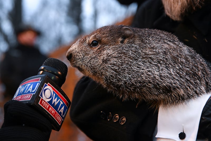 Punxsutawney Phil, the weather forecasting groundhog, gives a TV interview on Groundhog Day in Punxsutawney, Pennsylvania. AP