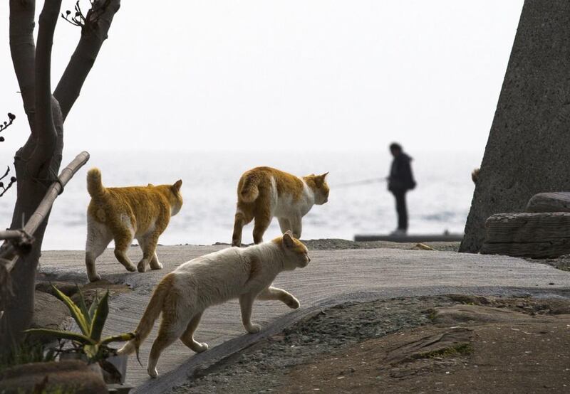 Cats walk along the embankment as a man fishes on Aoshima Island in Ehime prefecture in southern Japan. Reuters