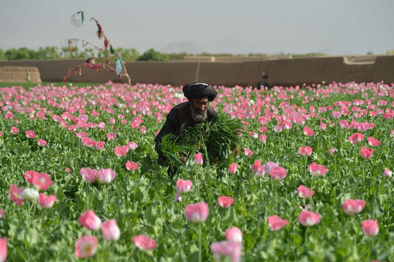 A farmer works in a poppy field in Kandahar, Afghanistan. AFP