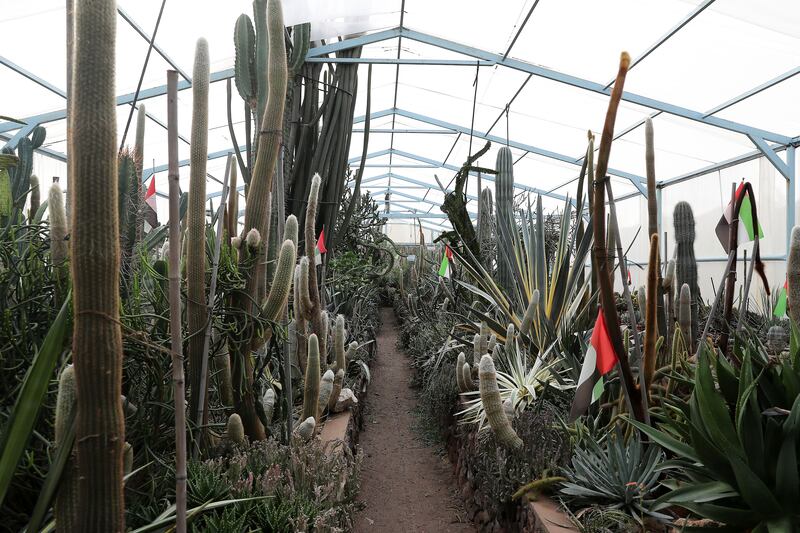 A cactus-lined path in one of the farm's greenhouses. About 500 plants are also grown outside