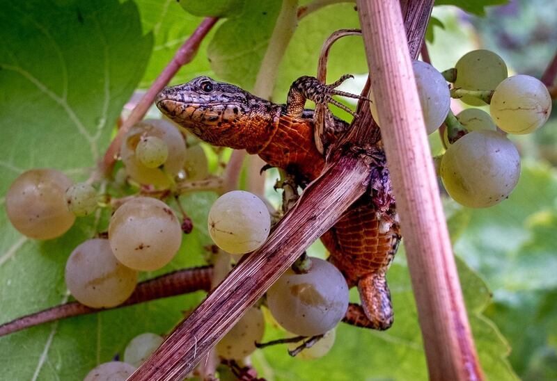 A lizard sits between grapes in the steep Calmond vineyard over the Mosel river in Bremm, Germany. AP Photo