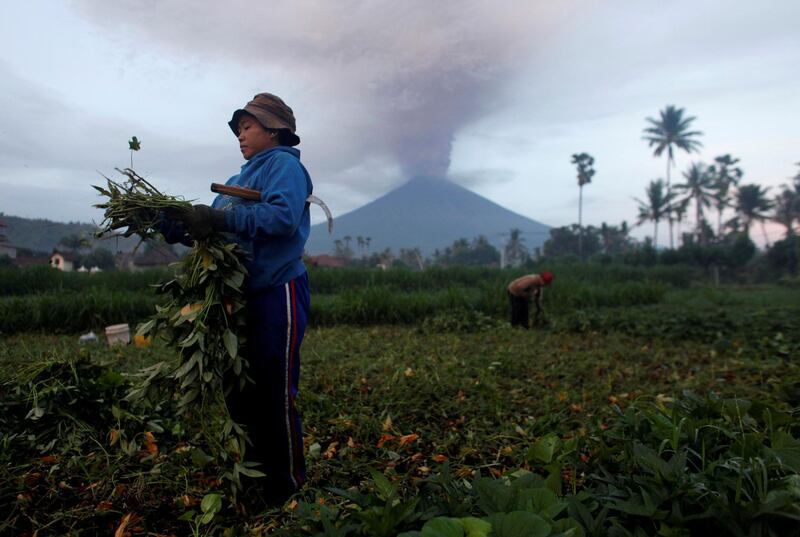 Farmers tend their crops as Mount Agung erupts in the background in Amed, Karangasem Regency, Bali, Indonesia. Nyimas Laula / Reuters