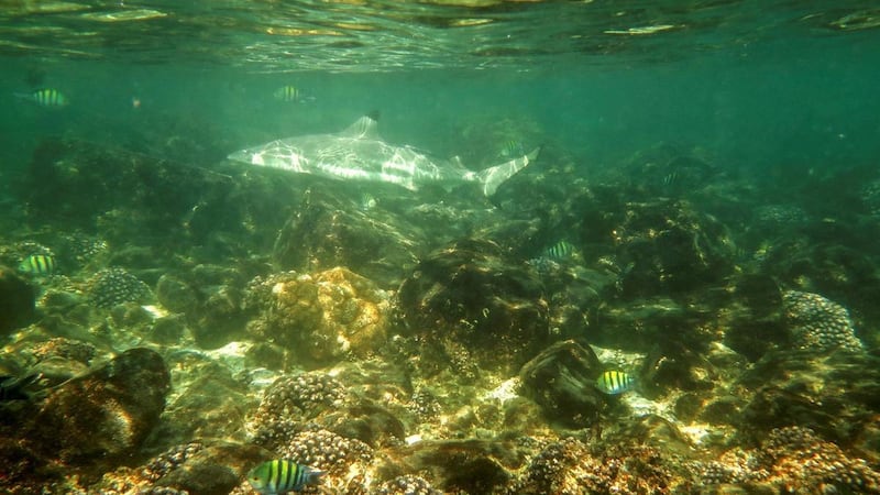 A third of marine species in the Arabian Gulf could be wiped out in just 70 years, the World Government Summit has heard.