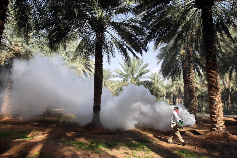 United Arab Emirates - Al Ain - Jan 27 - 2010 : A member of the ORKIN mosquito control team spread thermal fogging against adult mosquito larvae in Kwaital farm. ( Jaime Puebla / The National )