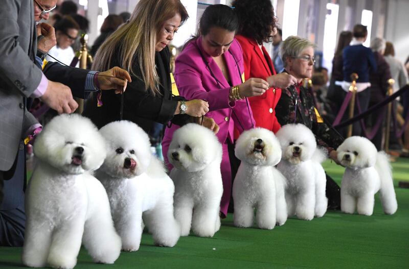 Spot the difference: Bichons Frises gather in the judging ring. Photo: AFP