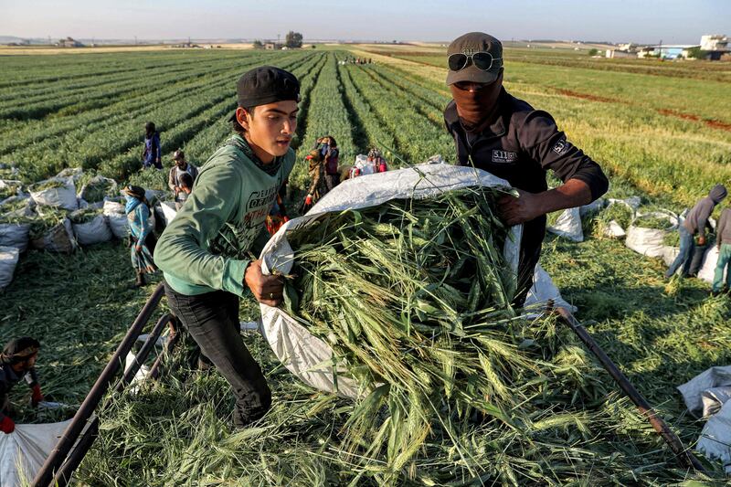 Labourers in a field outside the Syrian town of Binnish in the rebel-held province of Idlib in northwestern Syria harvest durum wheat. All photos by AFP