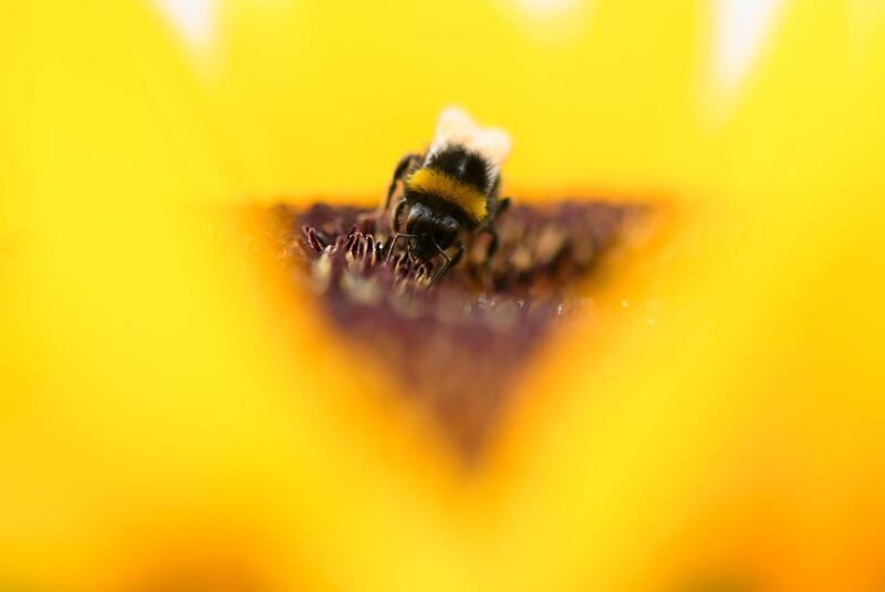 A bumblebee collects pollen from a sunflower on a field near Maintal, western Germany.  AFP