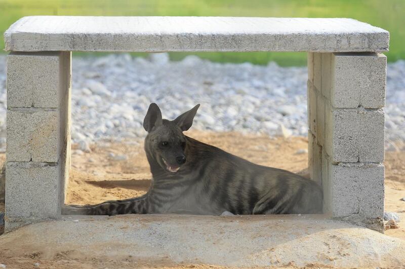 A striped hyena seeks shade at the newly opened Rak Zoo. Sarah Dea / The National